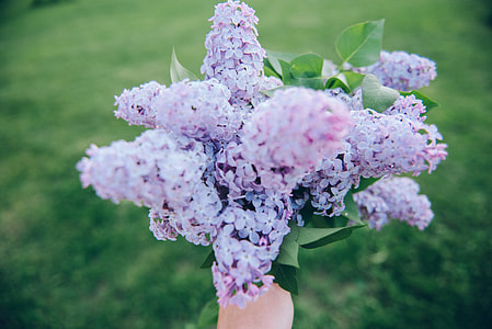 purple petal flowers thumbnail