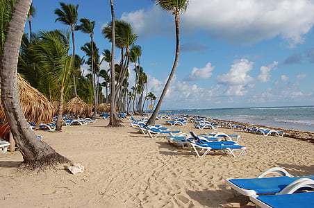 palm trees under sunny sky thumbnail