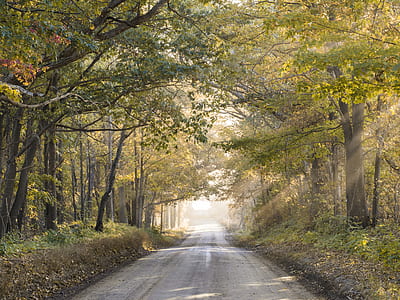 road between trees photograph thumbnail