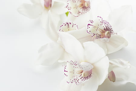 close-up photo of white-and-pink moth orchid thumbnail
