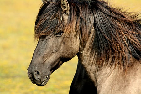 selective focus photography of brown horse thumbnail