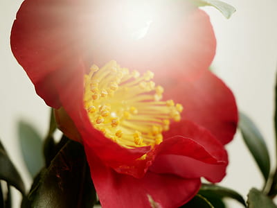 photo of fully bloomed red petaled flower plant thumbnail