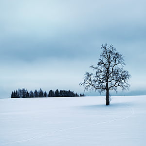 leafless tree in middle of snow field thumbnail