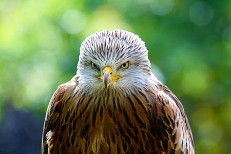 selective focus of bald eagle thumbnail