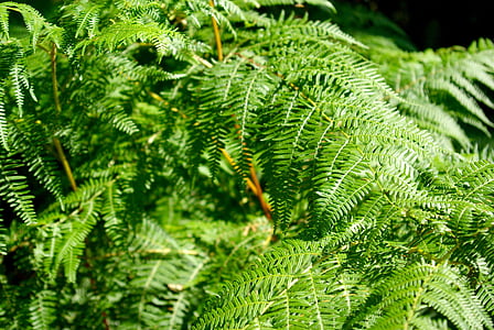green fern plant during daytime thumbnail