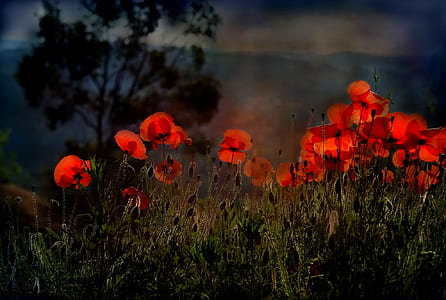 poppy flower field thumbnail