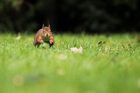 brown squirrel thumbnail