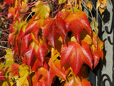 Wild Grapes, Autumn Leaves thumbnail