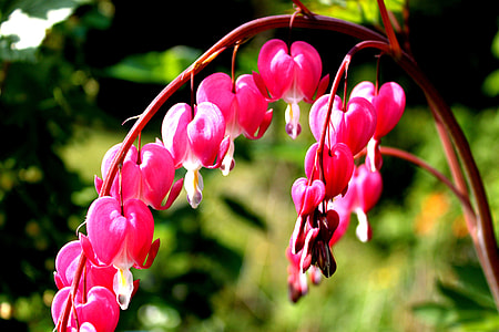 Watery Heart, Lamprocapnos Spectabilis thumbnail