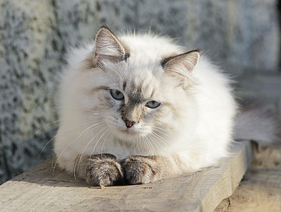long-coated white cat sitting thumbnail