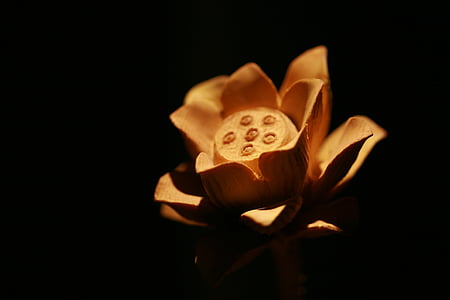 close-up photo of brown petaled flower thumbnail