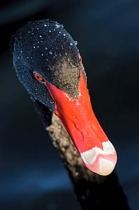 black and red mallard duck thumbnail
