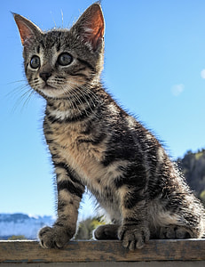 black tabby kitten sitting on brown wooden surface during daytime thumbnail