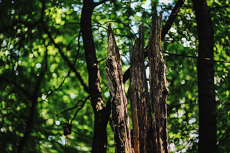 A walk through the forest moze thumbnail