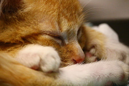 shallow focus photography of orange kitten thumbnail