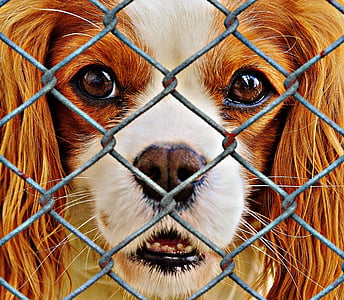 adult blenheim Cavalier King Charles spaniel thumbnail