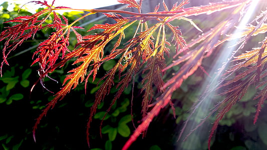 red leaf plant with sun ray thumbnail