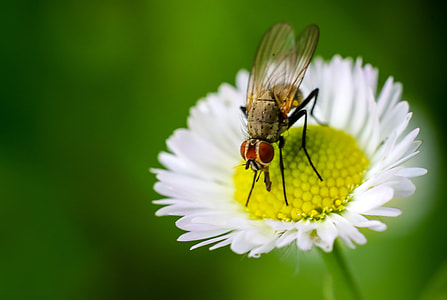 hoverfly perched on yellow and white petaled flower thumbnail