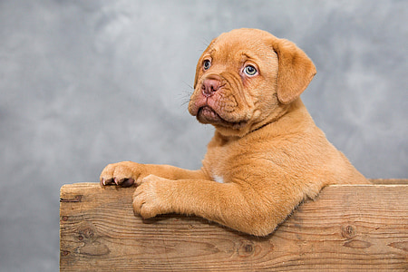 mahogany French mastiff puppy thumbnail