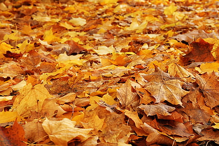 brown maple leaves thumbnail