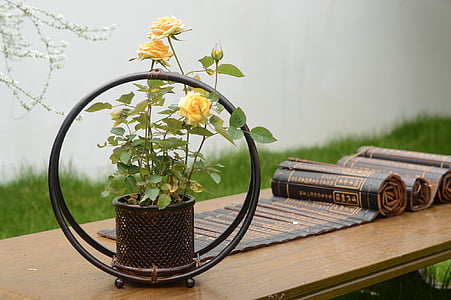 yellow potted rose flowers on table thumbnail