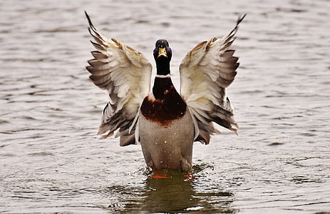 gray and brown bird on the water thumbnail