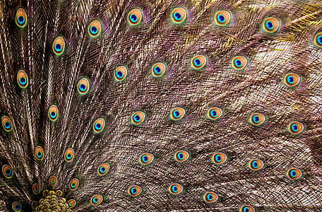 open peacock feathers thumbnail