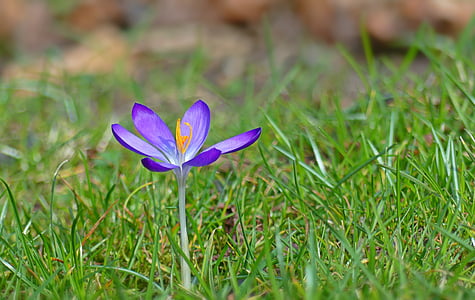 selective focus photo of purple crocus flower thumbnail