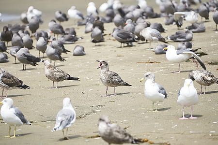 flock of gray birds on shore thumbnail