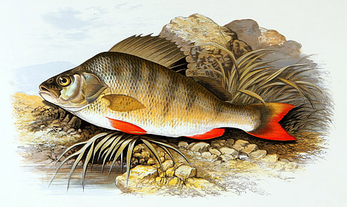 European Perch - Perca fluviatilis thumbnail
