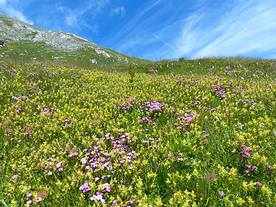 pink petaled flower garden near mountain thumbnail