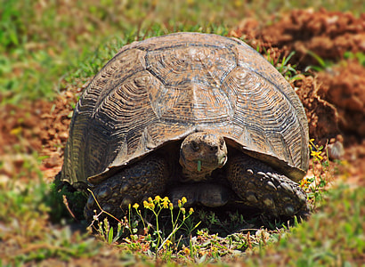 turtle on grass thumbnail