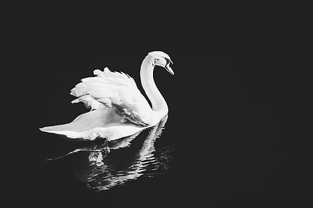 white swan on body of water thumbnail