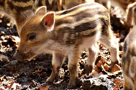 herd of brown and beige boar thumbnail