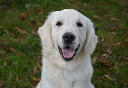 closeup photo of light golden retriever sitting on grass field at daytime thumbnail