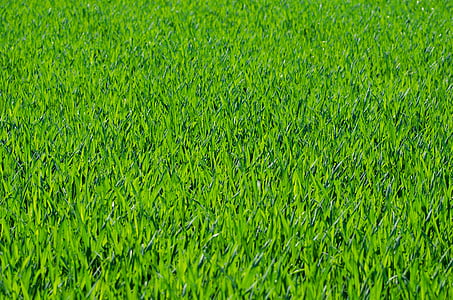 green grass fild thumbnail