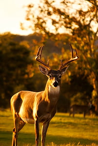 brown reindeer standing on ground at golden hour thumbnail