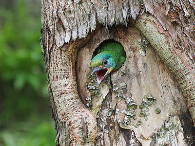 green chick in tree trunk thumbnail