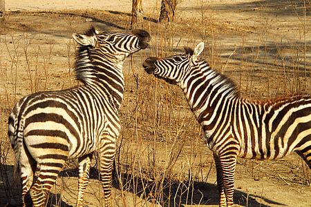 two zebra on grass field thumbnail