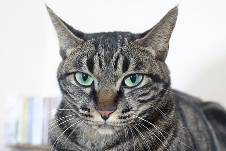 Meow Meow Meow Meow, Gel Reviews thumbnail