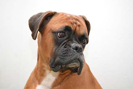 photography of brown and black boxer dog thumbnail