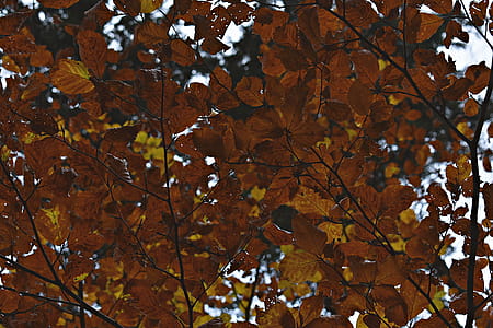 Yellow Leafed Tree thumbnail