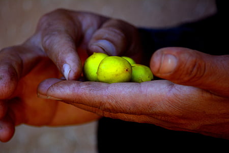 person holding round green fruits thumbnail