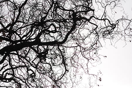 low angle photography of bare tree thumbnail