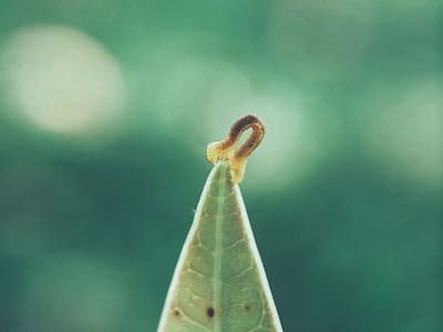 nature, leaf, bokeh, close to thumbnail