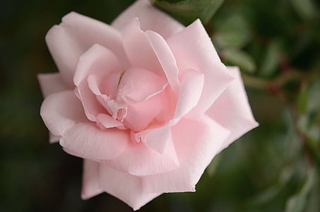 pink rose thumbnail