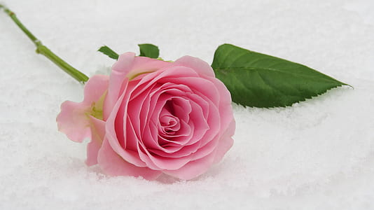 pink rose on white surface thumbnail