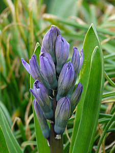 Garden Hyacinth, Hyacinthus Orientalis thumbnail