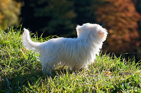 long-coated white puppy thumbnail