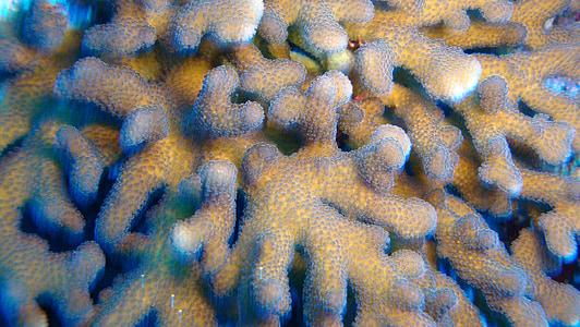 yellow and blue coral thumbnail